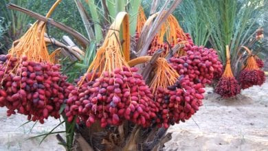 Photo of تفسير رؤية البلح في المنام