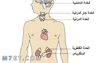 Photo of غدد في الجسم وظيفتها افراز الهرمونات