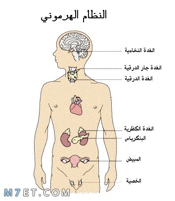 غدد في الجسم وظيفتها افراز الهرمونات