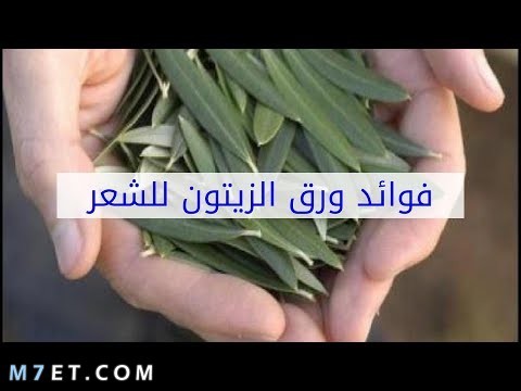 فوائد اوراق الزيتون للشعر