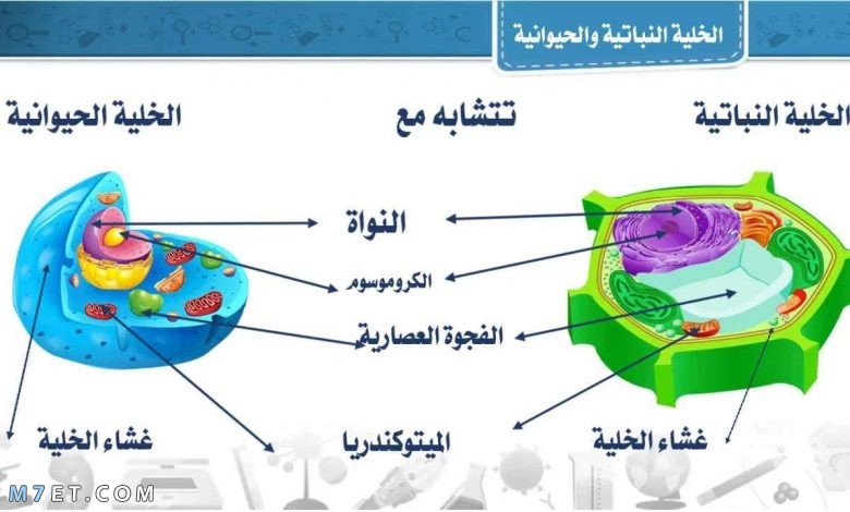 الفرق بين الخلية النباتية والحيوانية