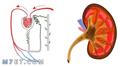 Photo of أضرار مدرات البول وفوائدها وأشهر 7 مشروبات للعلاج