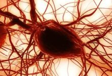 Photo of فوائد الخلايا الجذعية للبشرة والشعر والأعصاب