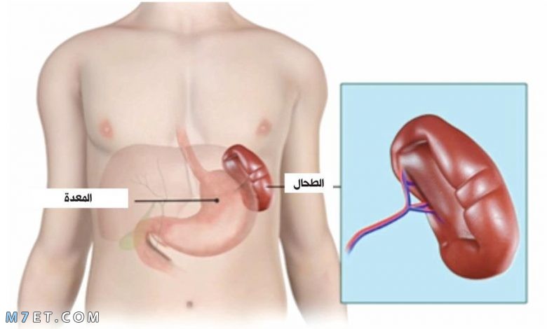 أمراض الطحال