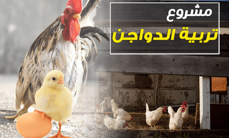 مشروع تربية الدجاج