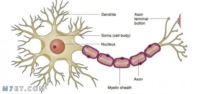 أنواع الخلايا العصبية