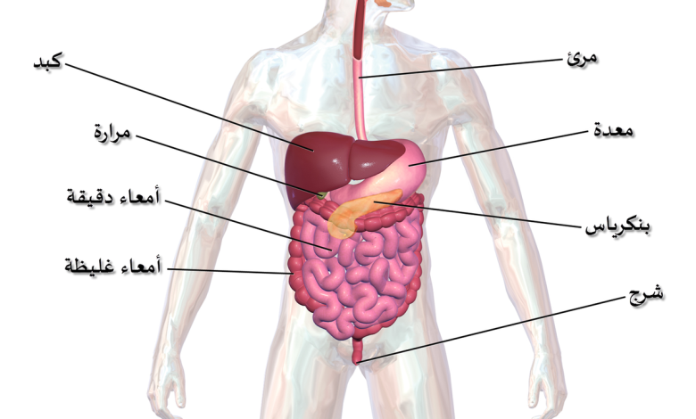 أجزاء جسم الإنسان بالتفصيل