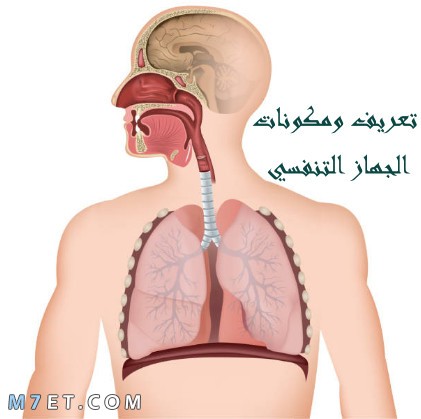 تعريف ومكونات الجهاز التنفسي