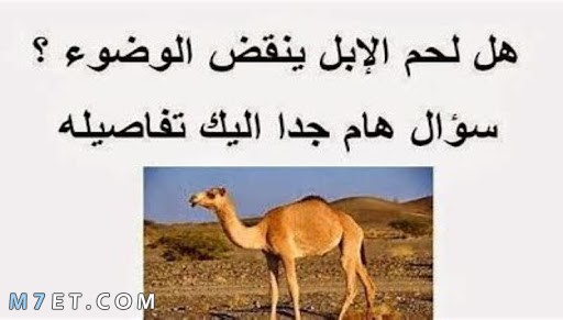 لماذا لحم الإبل ينقض الوضوء