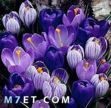 Photo of ما هي اسماء زهور تركية