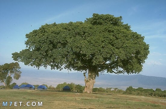 شجرة الجميز