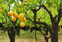 Photo of فوائد شجرة الليمون