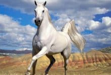 Photo of أهم وأبرز المعلومات العامة حول الحصان الأبيض وسلالاته الرئيسية