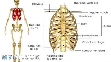 Photo of ما هو عدد عظام القفص الصدري