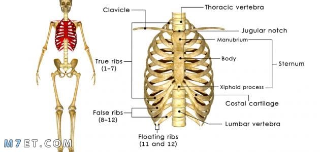 عدد عظام القفص الصدري