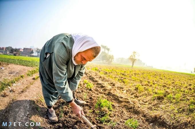 موضوع تعبير عن الفلاح