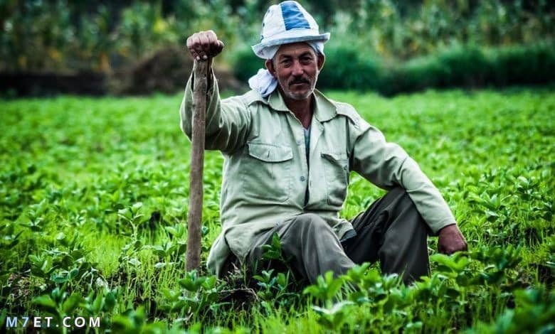 موضوع تعبير عن الفلاح المصرى