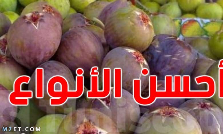 أنواع التين بالصور